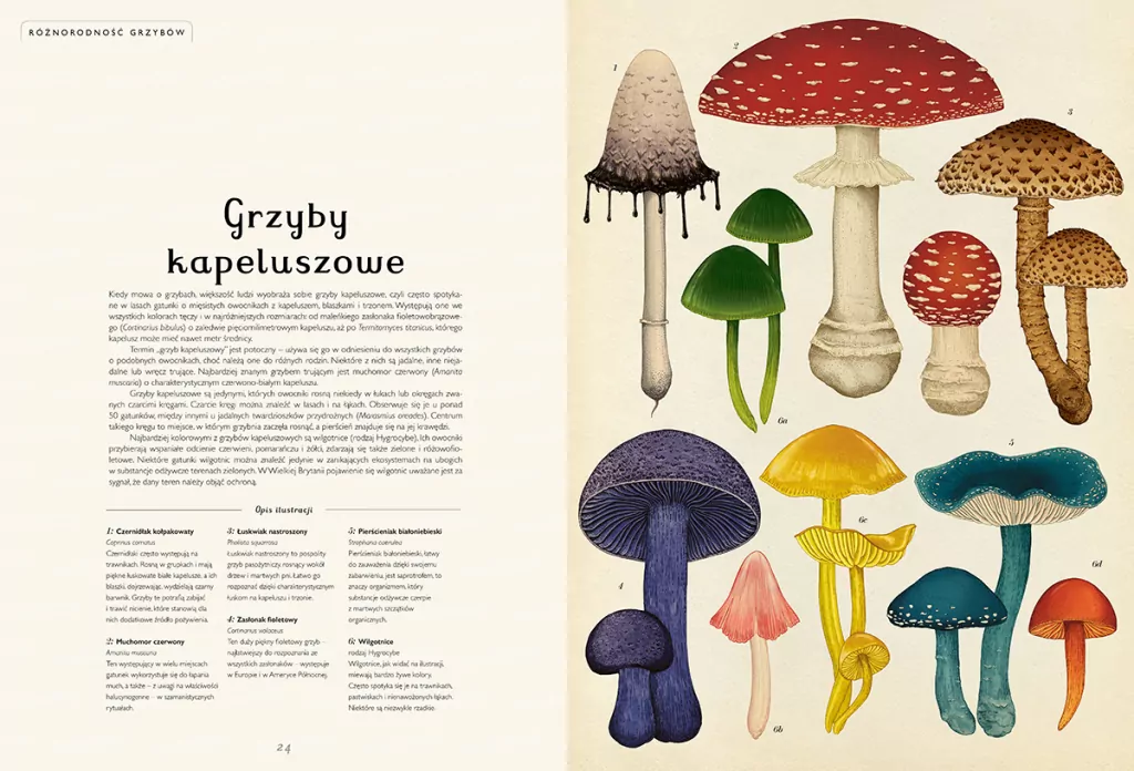 Fungarium. Muzeum Grzybów - tantis.pl