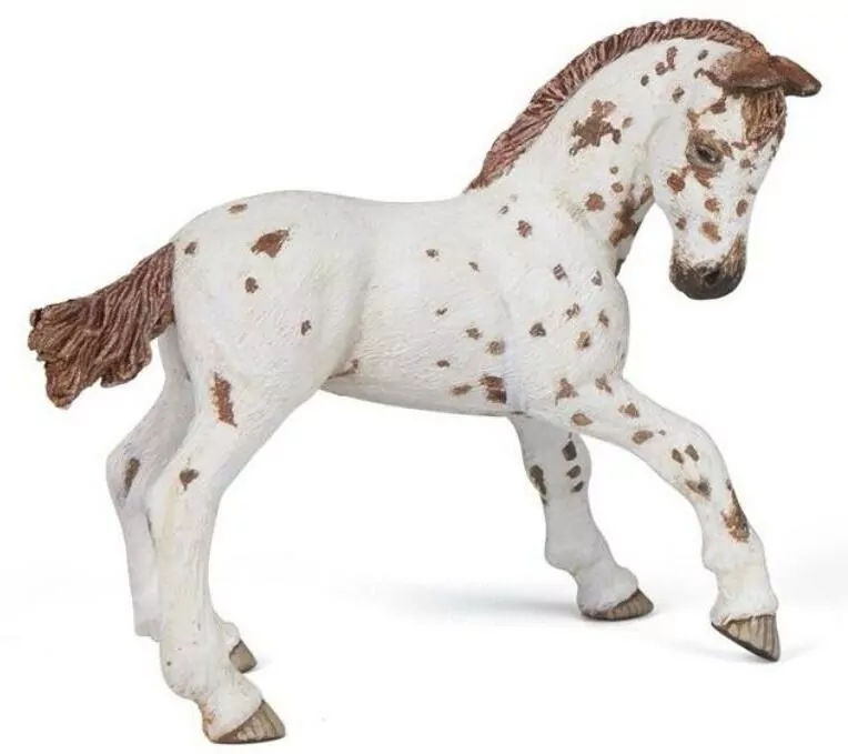 Żrebię Appaloosa - tantis.pl