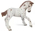 Żrebię Appaloosa - tantis.pl