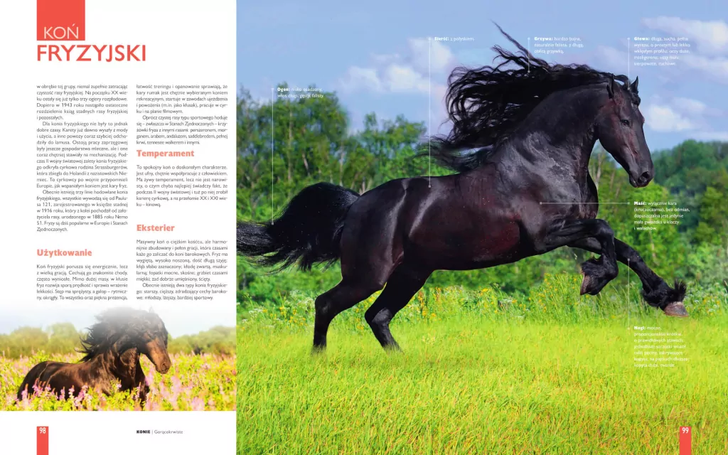 Konie. Pochodzenie, rasy, cechy - tantis.pl