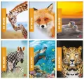Zeszyt Be More Wild. A4/72K linia. 10 sztuk - tantis.pl