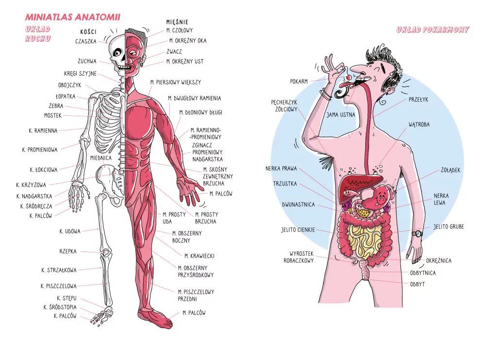 Bebechy, czyli ciało człowieka pod lupą (barwione brzegi) - tantis.pl