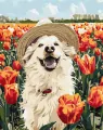 Malowanie po numerach -Szczęśliwy labrador 40x50cm - tantis.pl