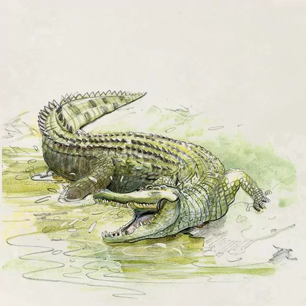 REBEL. Śladami Darwina - tantis.pl