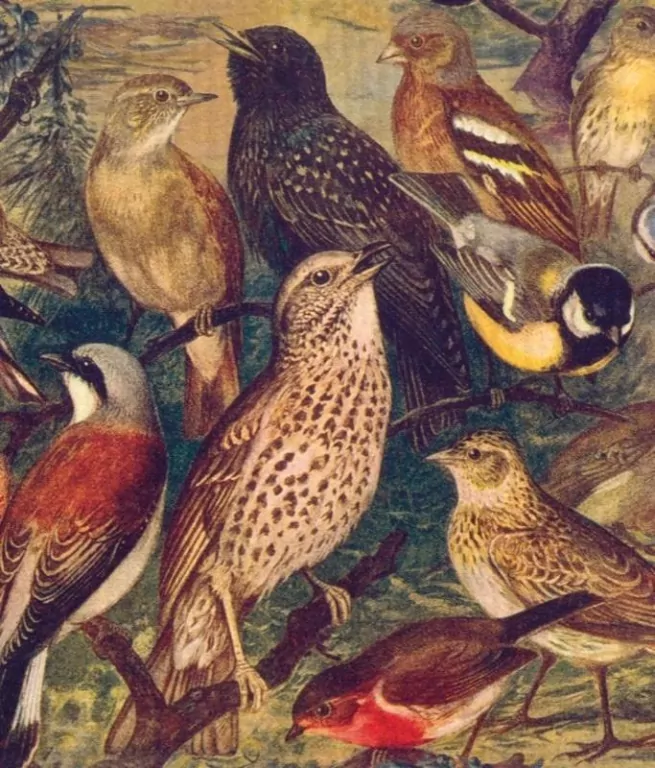 Ściereczka kuchenna Ptaki - tantis.pl