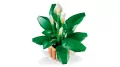 LEGO®. Botanical Collection. Skrzydłokwiat. 11504 - tantis.pl