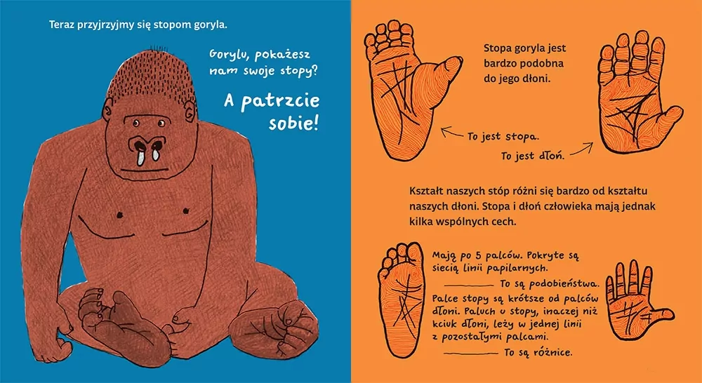 Stopy - tantis.pl