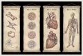 Anatomicum. Muzeum Anatomii. W Muzeum - tantis.pl