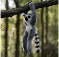 Pluszowy lemur na rzepy - tantis.pl