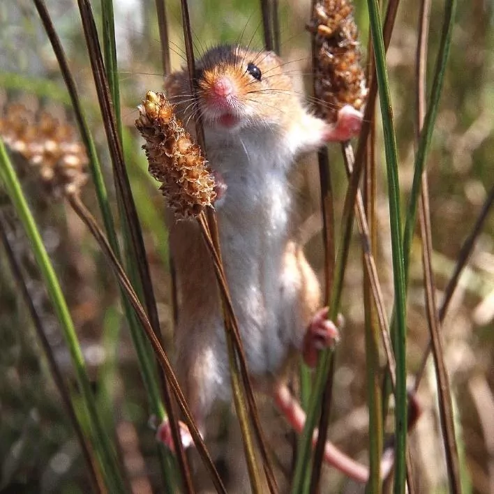 Karnet kwadrat z kopertą Harvest Mouse - tantis.pl