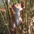 Karnet kwadrat z kopertą Harvest Mouse - tantis.pl