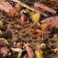 Gamers Grass: Grass tufts - 2 mm - Burned Tufts (Wild) - tantis.pl