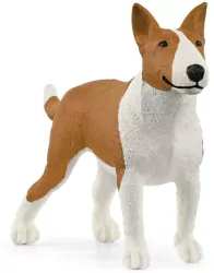 Pies rasy Bulterier 13966