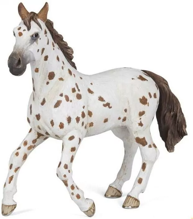 Klacz Appaloosa - tantis.pl