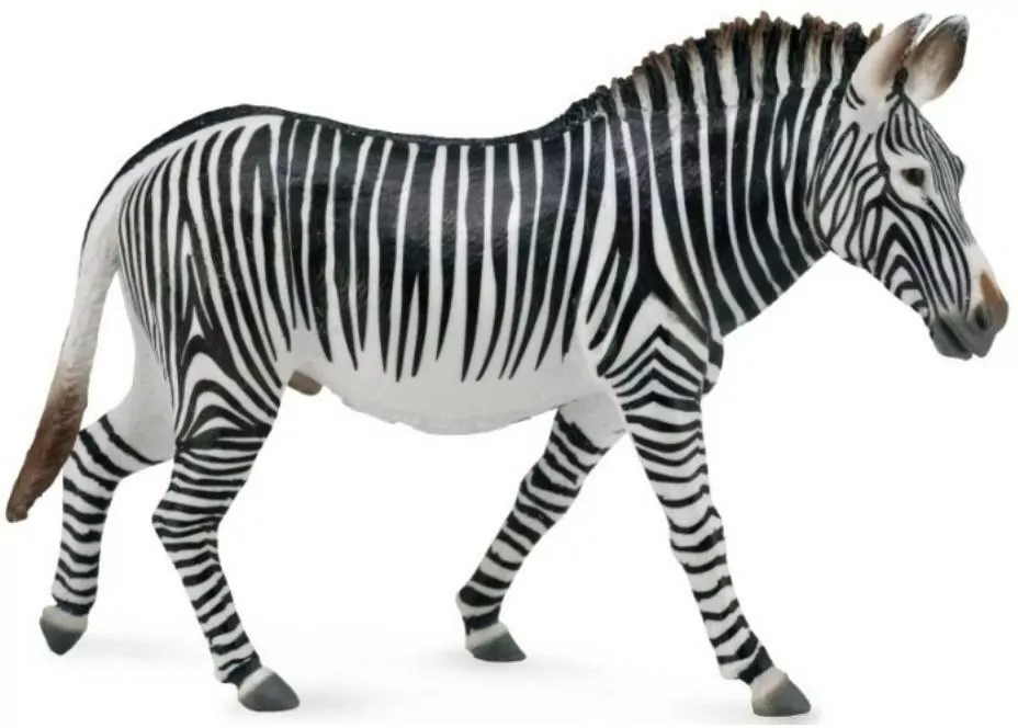 Zebra Grevys XL - tantis.pl