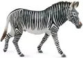 Zebra Grevys XL - tantis.pl