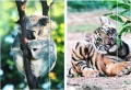 Teczka z gumką A4 Wild Animal 2 mix - tantis.pl