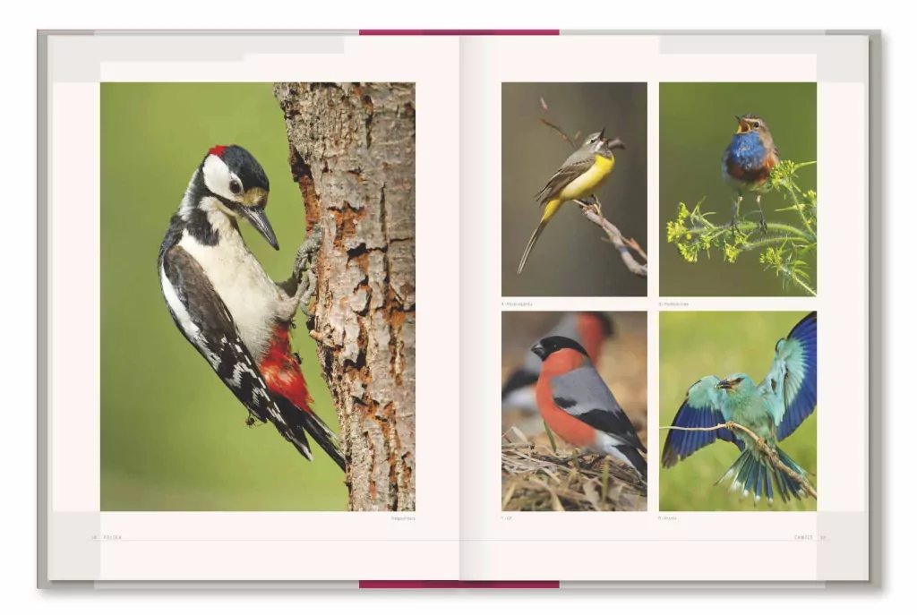 Polska. Wydanie luksusowe - tantis.pl