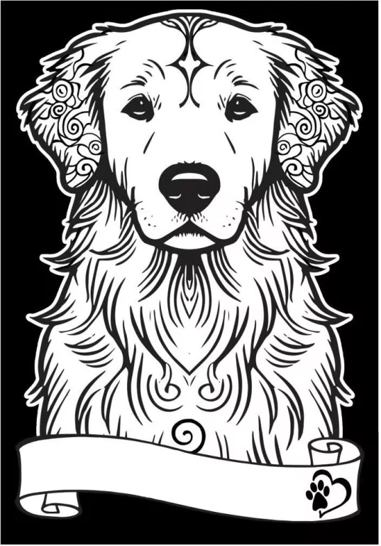 Kolorowanka welwetowa A4 Golden retriever - tantis.pl