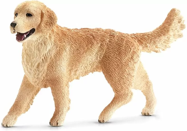 Pies rasy Golden retriever - tantis.pl