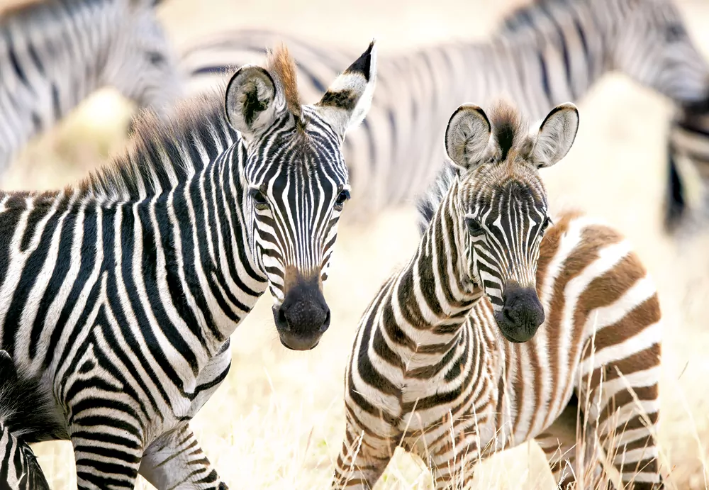 Puzzle 1000. Young Zebras - tantis.pl