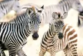Puzzle 1000. Young Zebras - tantis.pl