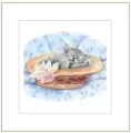Karnet 16x16 G04 41G 052 + koperta Kot rysowany - tantis.pl