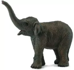 Słoniątko azjatyckie