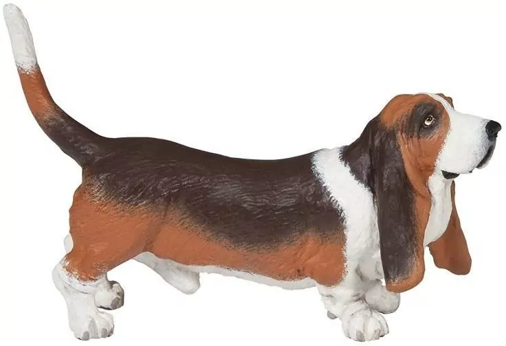Basset - tantis.pl