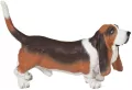 Basset - tantis.pl