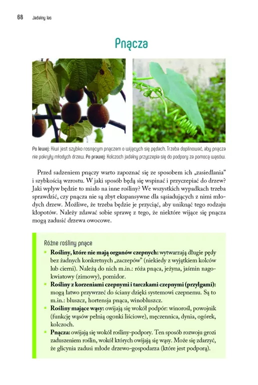 Jadalny las - tantis.pl