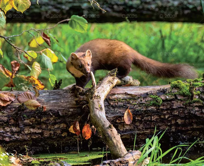 Kalendarz 2026 reklamowy Dzika przyroda - tantis.pl