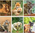 Zeszyt A5/32K linia Animals - tantis.pl