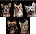 Zeszyt A6/32K kratka Crazy Animal MIX (12szt) - tantis.pl