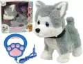 Husky interaktywny - tantis.pl