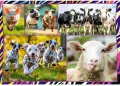Puzzle 4x250 Zabawne zwierzaki TREFL - tantis.pl