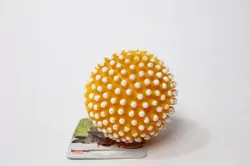 Piłka jeż (dla psa) 8,1cm MIX