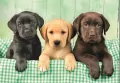 Puzzle 1000 Compact Three Labs 39946 - tantis.pl