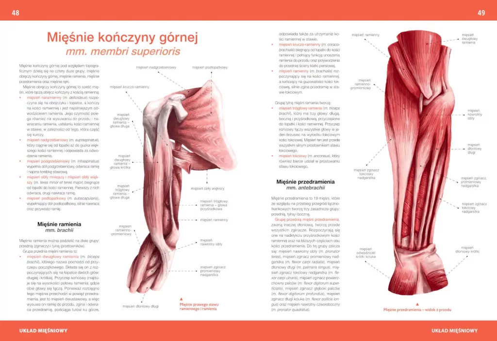Atlas anatomiczny - tantis.pl