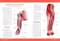 Atlas anatomiczny - tantis.pl