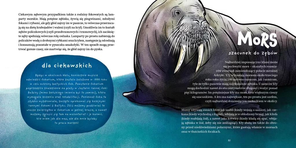 Zęby, ciosy i siekacze - tantis.pl