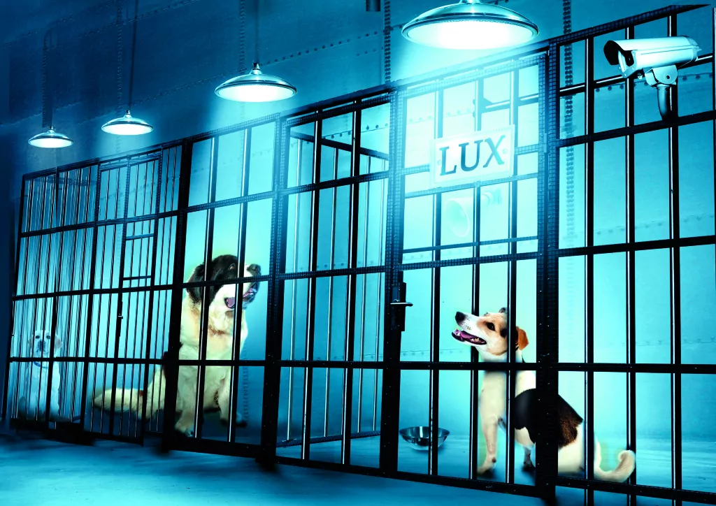 Pojedynek. Magiczne drzewo. Tom 4 - tantis.pl