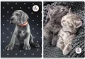 Zeszyt A5/60K linia. The Sweet Pets - tantis.pl