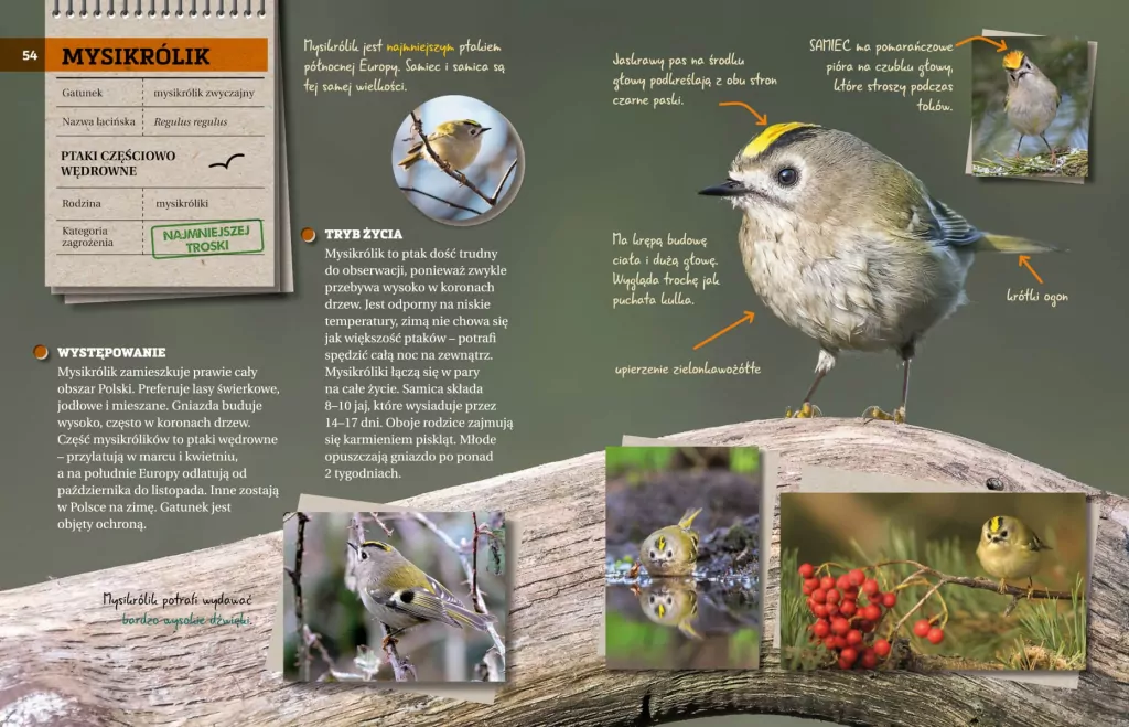 Ptaki. Przewodnik młodego przyrodnika - tantis.pl