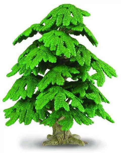 Drzewo Ginko biloba - tantis.pl