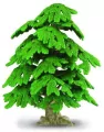 Drzewo Ginko biloba - tantis.pl