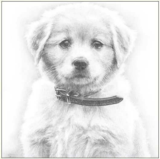 Karnet pies szkic 16x16 + koperta - tantis.pl