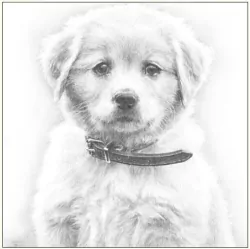 Karnet pies szkic 16x16 + koperta