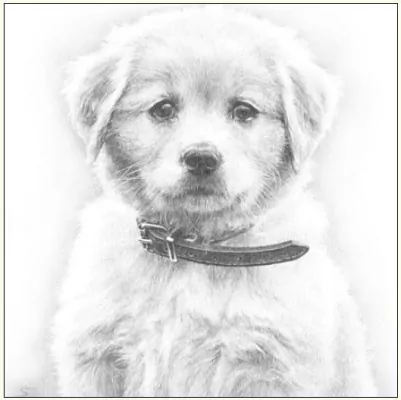 Karnet pies szkic 16x16 + koperta