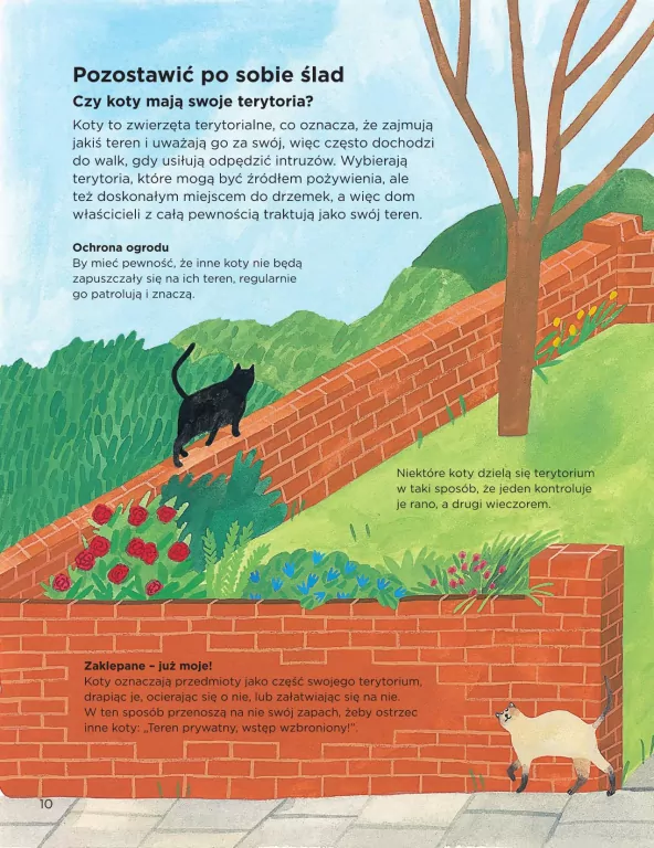 Dlaczego koty miauczą? - tantis.pl